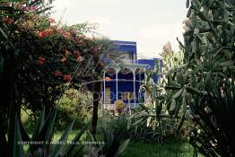 Image du Maroc Professionnelle de  Le Jardin Majorelle une pure merveille crée par le peintre français Jacques Majorelle, qui a eu le coup de foudre pour Marrakech. Yves Saint Laurent et Pierre Bergé font l’acquisition de ce havre de paix durant les années quatre-vingt où Yves Saint Laurent dessina plusieurs pièces. son voeux était de faire de ce parc une œuvre d’art vivante. On y découvre des plantes provenant des cinq continents, yuccas d’Océanie, lotus d’Asie, cactus d’Amérique, palmiers d’Afrique et cyprès d’Europe …, à Marrakech le Lundi 18 Août 1997. ((Photo / Abdeljalil Bounhar) 